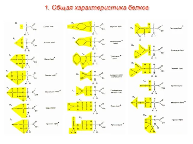 1. Общая характеристика белков