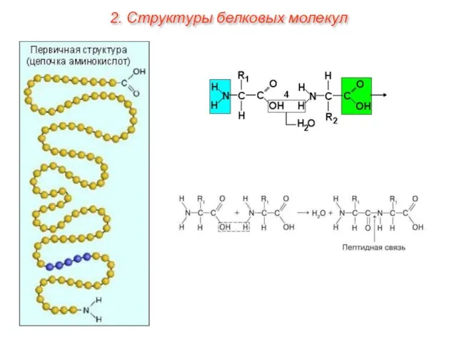 2. Структуры белковых молекул