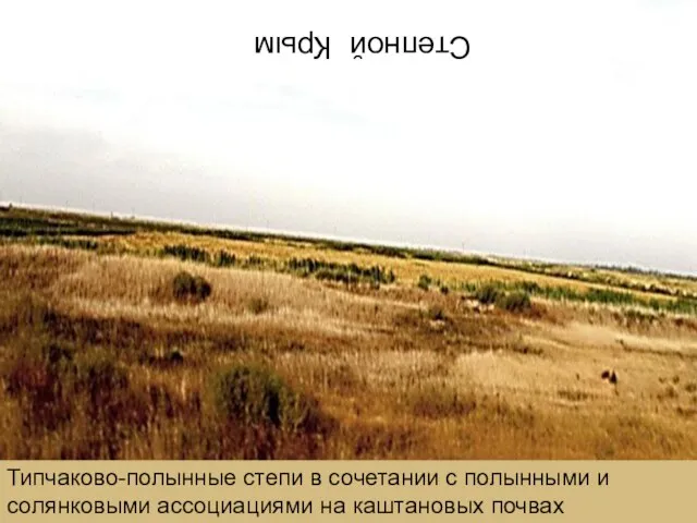 Степной Крым Типчаково-полынные степи в сочетании с полынными и солянковыми ассоциациями на каштановых почвах