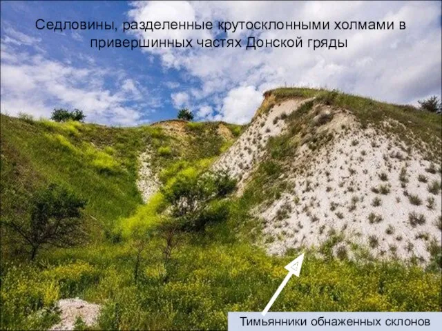 Седловины, разделенные крутосклонными холмами в привершинных частях Донской гряды Тимьянники обнаженных склонов