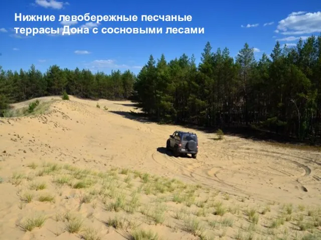 Нижние левобережные песчаные террасы Дона с сосновыми лесами