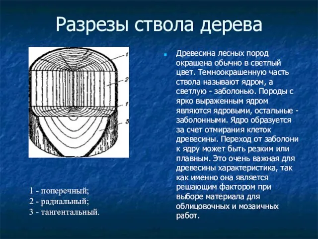 Разрезы ствола дерева Древесина лесных пород окрашена обычно в светлый