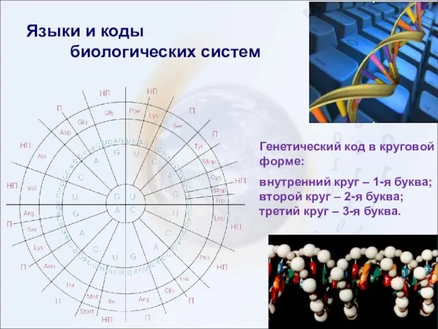 Языки и коды биологических систем Генетический код в круговой форме: