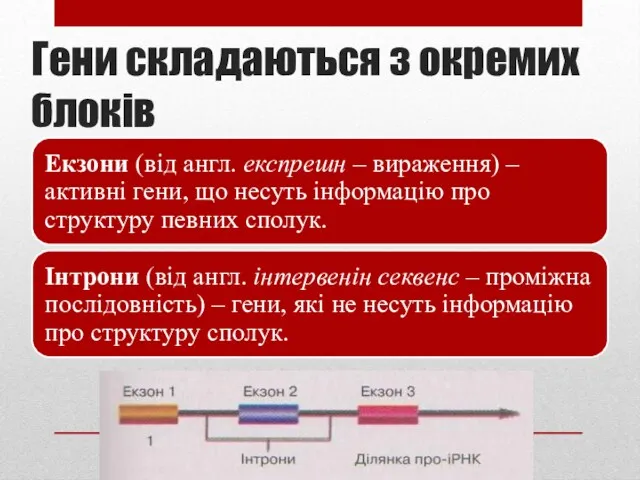 Гени складаються з окремих блоків