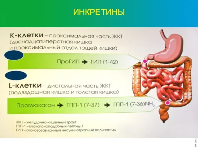 ИНКРЕТИНЫ 1973 1987