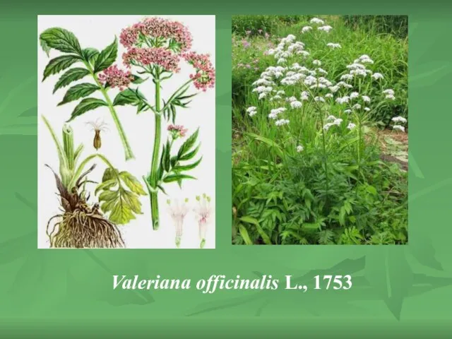 Valeriana officinalis L., 1753