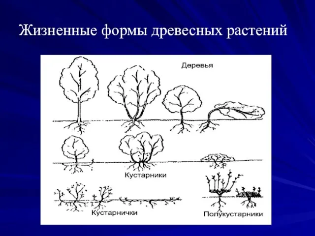 Жизненные формы древесных растений