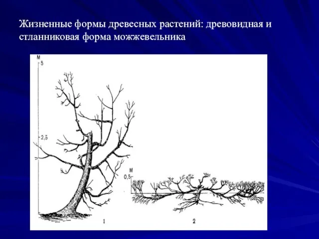 Жизненные формы древесных растений: древовидная и стланниковая форма можжевельника