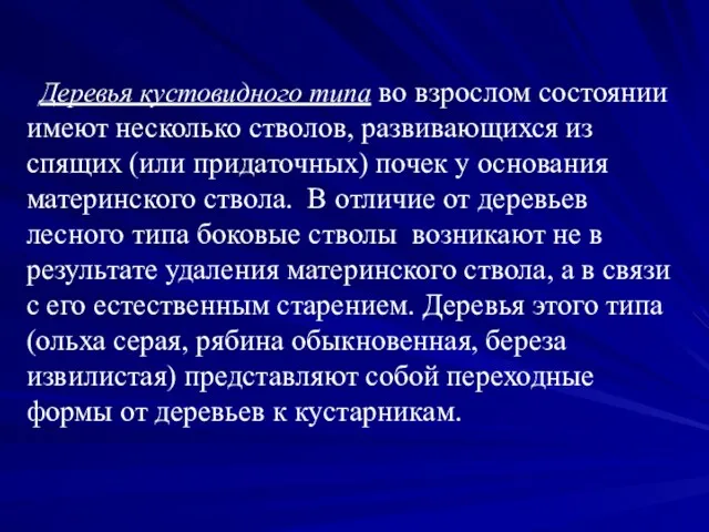 Деревья кустовидного типа во взрослом состоянии имеют несколько стволов, развивающихся