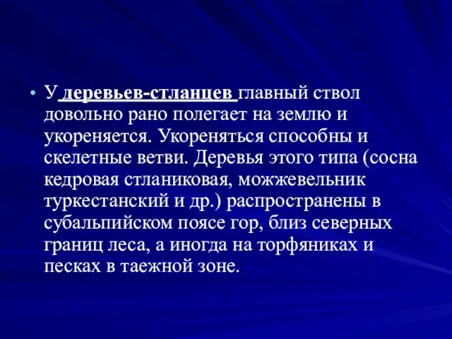 У деревьев-стланцев главный ствол довольно рано полегает на землю и