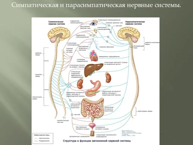 Симпатическая и парасимпатическая нервные системы.