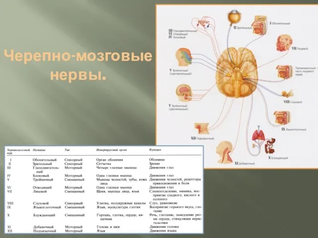 Черепно-мозговые нервы.