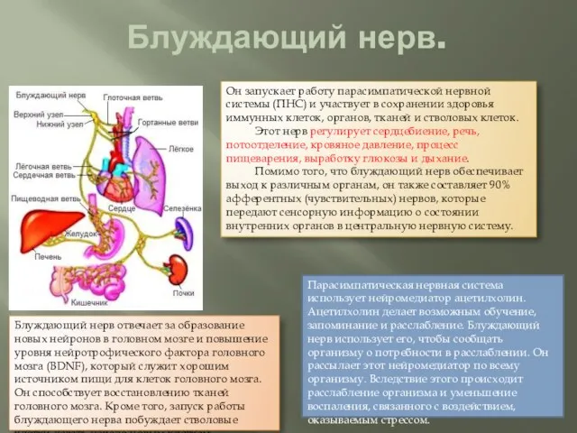 Блуждающий нерв. Он запускает работу парасимпатической нервной системы (ПНС) и