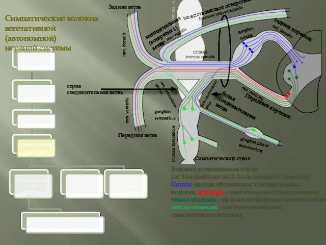 Симпатические волокна вегетативной (автономной) нервной системы Волокна в спинальном нерве
