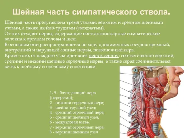 1, 9 - блуждающий нерв (перерезан); 2 - нижний сердечный