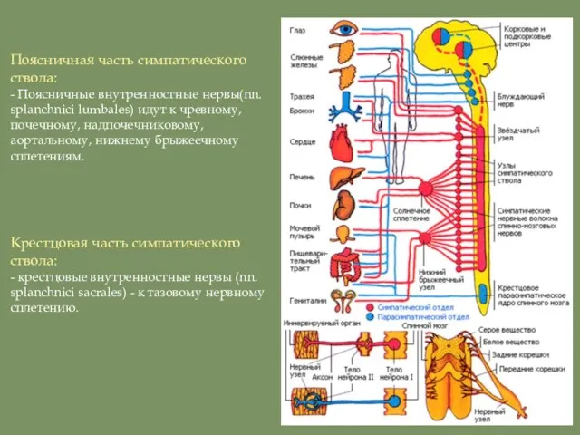 Поясничная часть симпатического ствола: - Поясничные внутренностные нервы(nn. splanchnici lumbales)