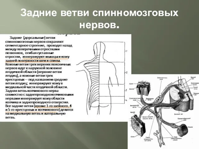 Задние ветви спинномозговых нервов.