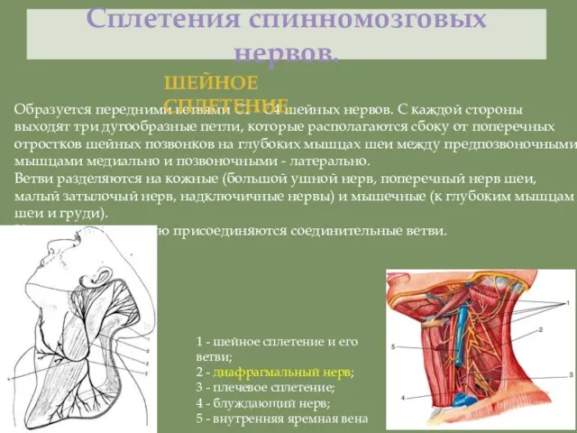 Сплетения спинномозговых нервов. 1 - шейное сплетение и его ветви; 2 - диафрагмальный