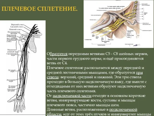 Образуется передними ветвями С5 - С8 шейных нервов, части первого