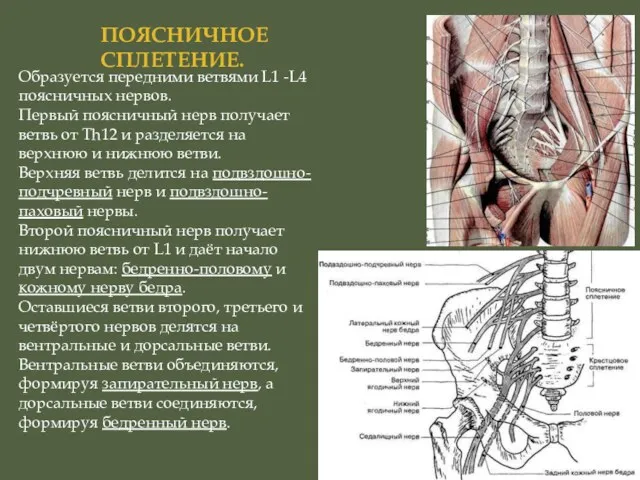 ПОЯСНИЧНОЕ СПЛЕТЕНИЕ. Образуется передними ветвями L1 -L4 поясничных нервов. Первый поясничный нерв получает