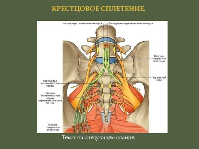 КРЕСТЦОВОЕ СПЛЕТЕНИЕ. Текст на следующем слайде.