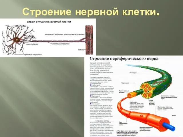 Строение нервной клетки.