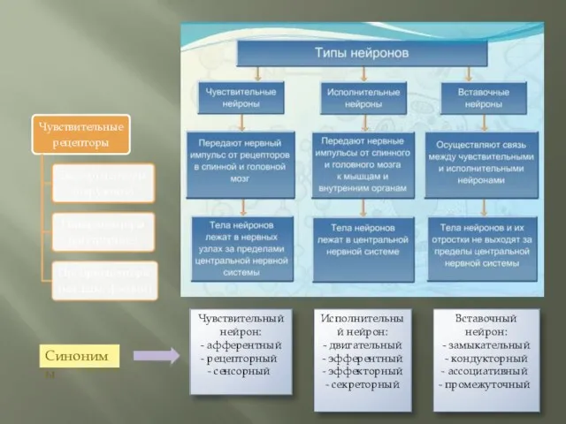 Исполнительный нейрон: - двигательный - эфферентный - эффекторный - секреторный Вставочный нейрон: -