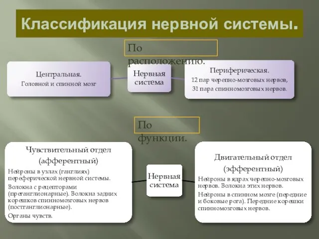 Классификация нервной системы. По расположению. По функции.