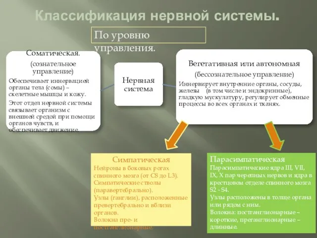 По уровню управления. Классификация нервной системы. Симпатическая Нейроны в боковых