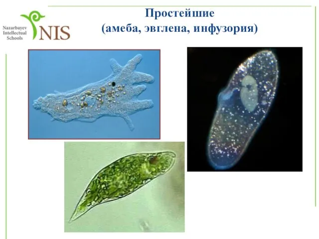 Простейшие (амеба, эвглена, инфузория)