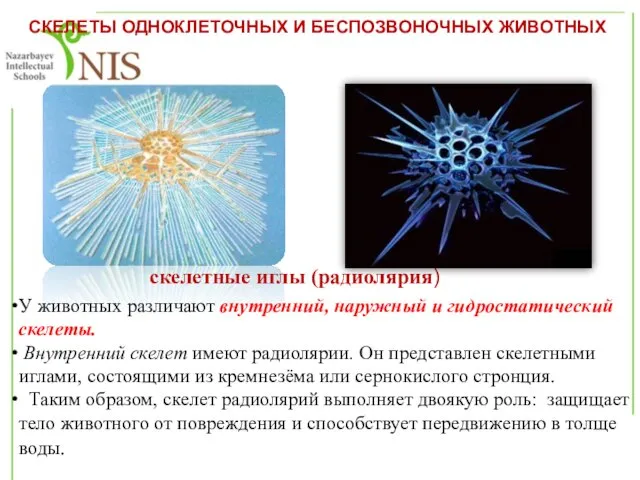 СКЕЛЕТЫ ОДНОКЛЕТОЧНЫХ И БЕСПОЗВОНОЧНЫХ ЖИВОТНЫХ скелетные иглы (радиолярия) У животных