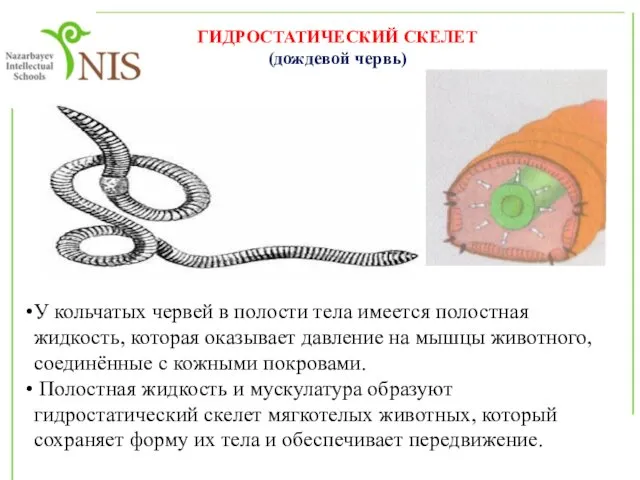 ГИДРОСТАТИЧЕСКИЙ СКЕЛЕТ (дождевой червь) У кольчатых червей в полости тела