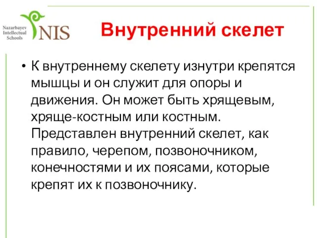 Внутренний скелет К внутреннему скелету изнутри крепятся мышцы и он