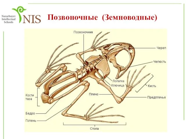 Позвоночные (Земноводные)