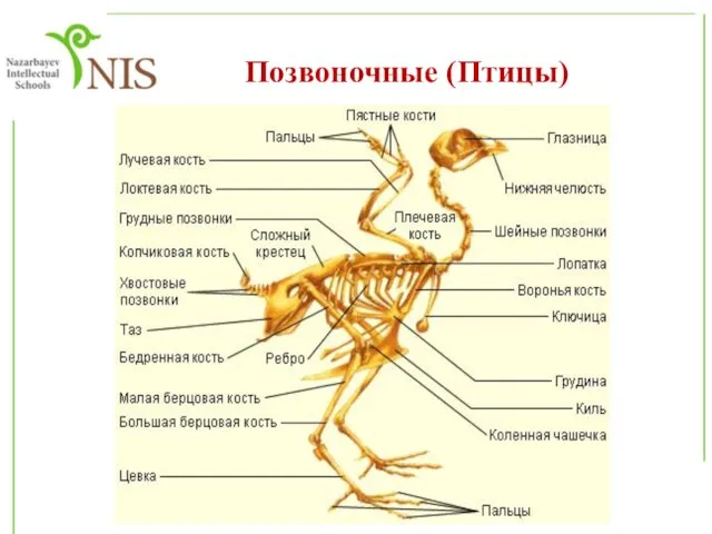 Позвоночные (Птицы)