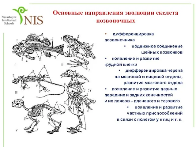 Основные направления эволюции скелета позвоночных дифференцировка позвоночника подвижное соединение шейных