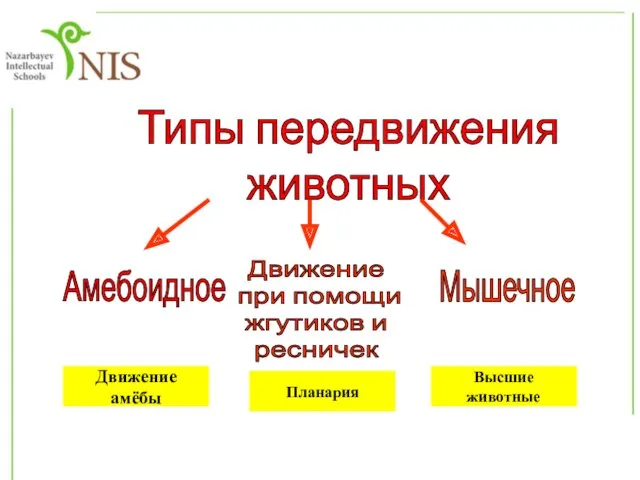 Типы передвижения животных Амебоидное Движение при помощи жгутиков и ресничек Мышечное Движение амёбы Планария Высшие животные