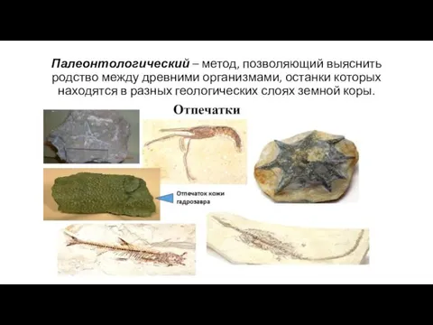 Палеонтологический – метод, позволяющий выяснить родство между древними организмами, останки которых находятся в