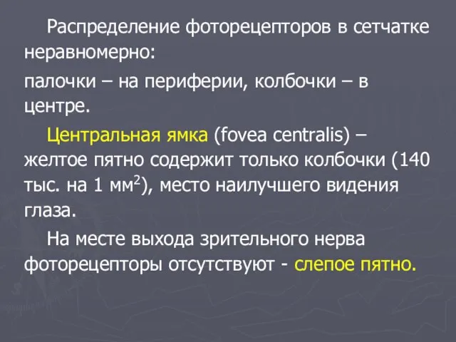 Распределение фоторецепторов в сетчатке неравномерно: палочки – на периферии, колбочки