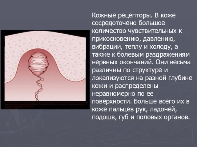 Кожные рецепторы. В коже сосредоточено большое количество чувствительных к прикосновению, давлению, вибрации, теплу