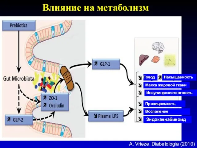 Влияние на метаболизм Голод Насыщаемость Масса жировой ткани Инсулинрезистентность Проницаемость Воспаление Эндоканнабиноид A. Vrieze. Diabetologia (2010)