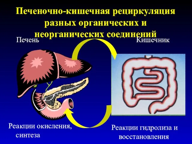 Печеночно-кишечная рециркуляция разных органических и неорганических соединений Печень Кишечник Реакции окисления, синтеза Реакции гидролиза и восстановления