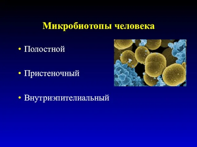 Микробиотопы человека Полостной Пристеночный Внутриэпителиальный