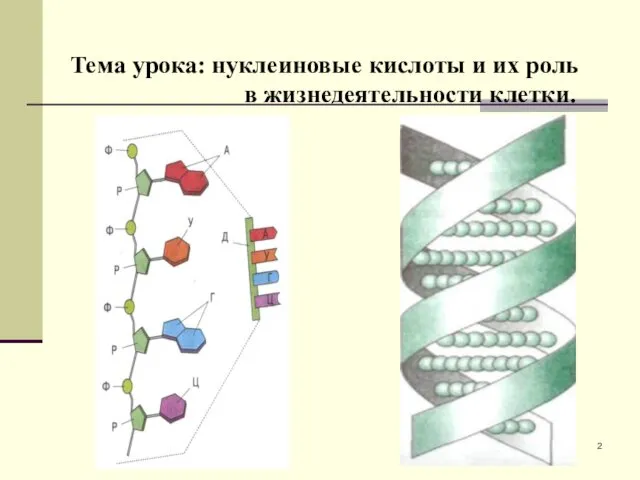 Тема урока: нуклеиновые кислоты и их роль в жизнедеятельности клетки.