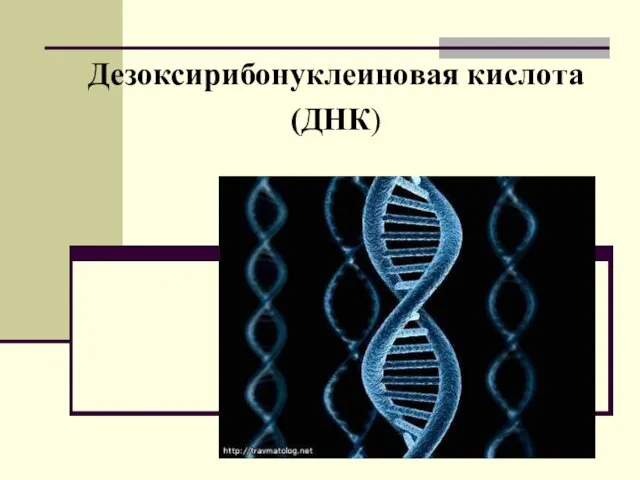 Дезоксирибонуклеиновая кислота (ДНК)