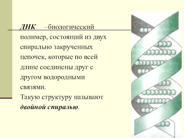 ДНК –биологический полимер, состоящий из двух спирально закрученных цепочек, которые