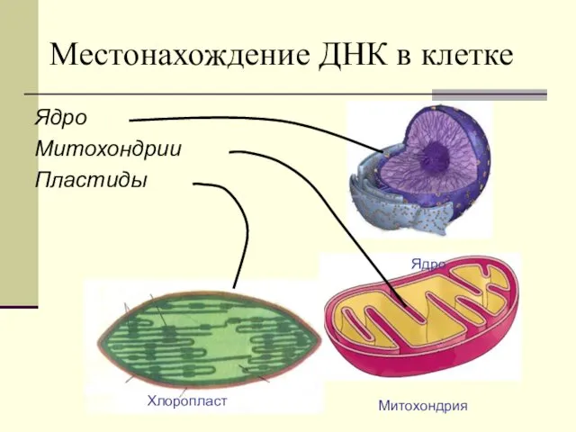 Местонахождение ДНК в клетке Ядро Митохондрии Пластиды Хлоропласт Митохондрия Ядро