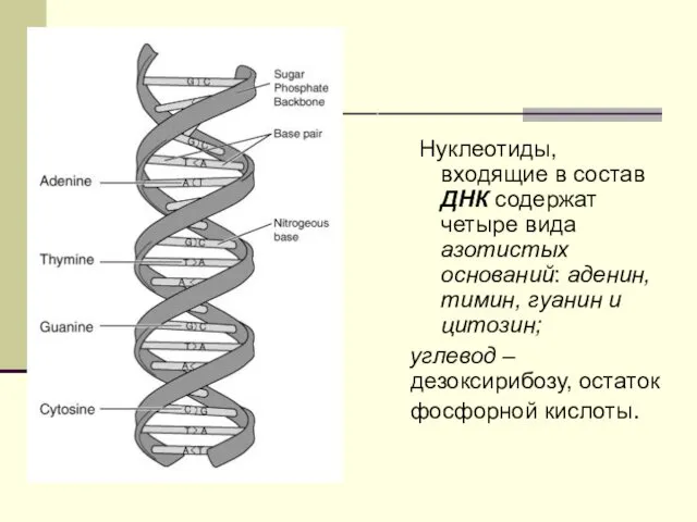 Нуклеотиды, входящие в состав ДНК содержат четыре вида азотистых оснований: