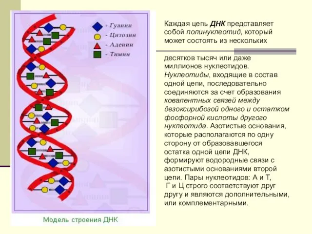 Каждая цепь ДНК представляет собой полинуклеотид, который может состоять из