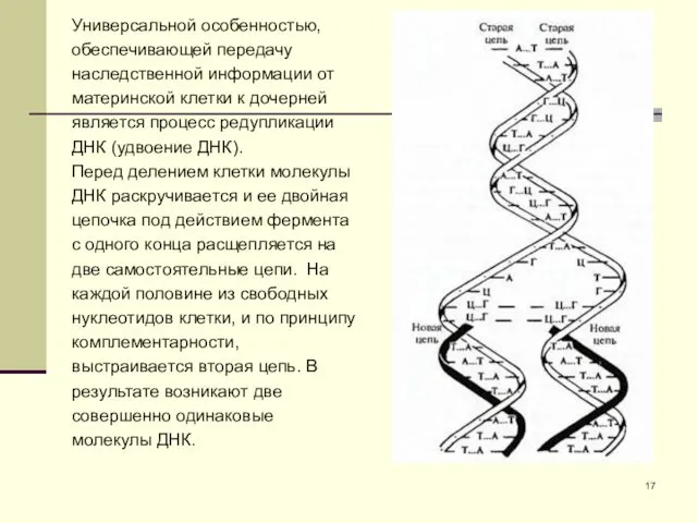 Универсальной особенностью, обеспечивающей передачу наследственной информации от материнской клетки к